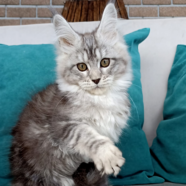 Our Maine Coon Kittens