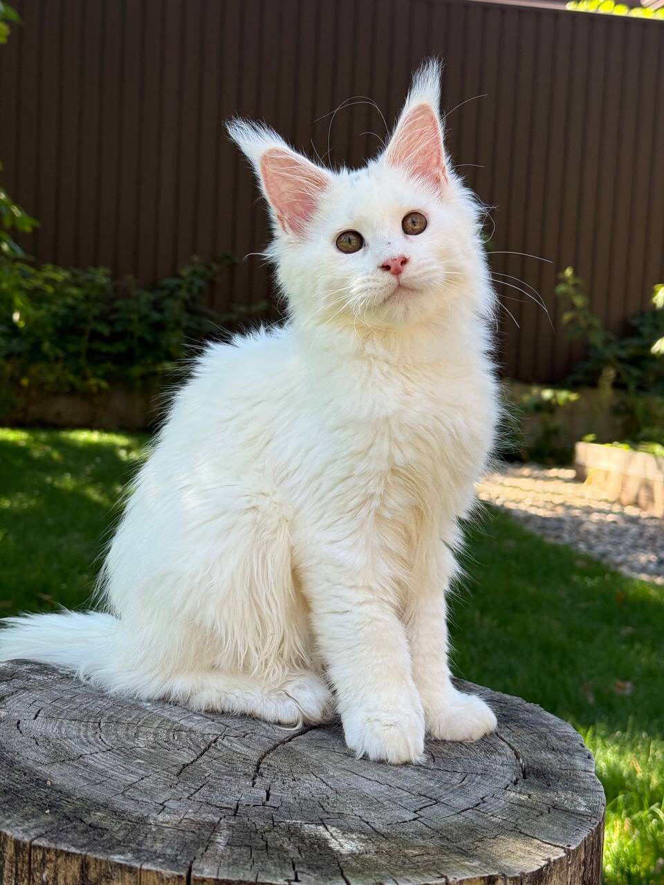 Maine Coon Kittens - Exquisite Kittens Haven