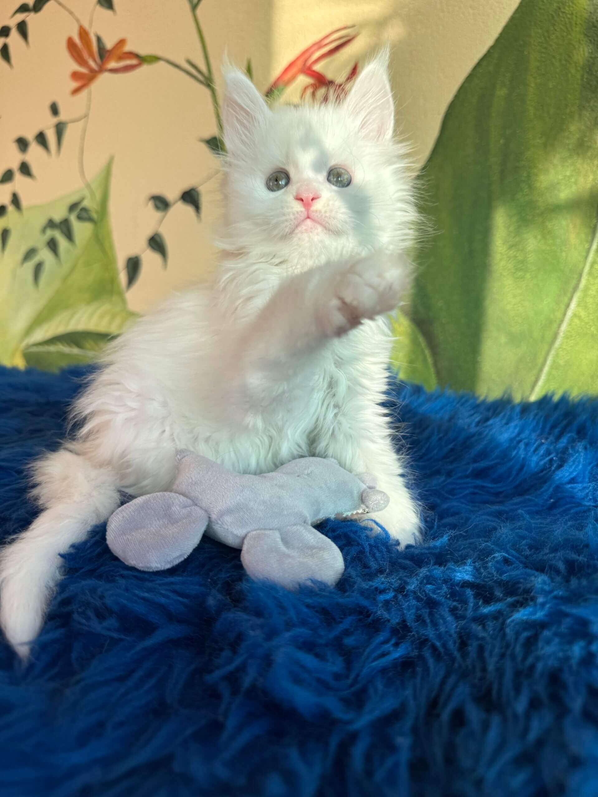 Maine Coon Kittens - Exquisite Kittens Haven