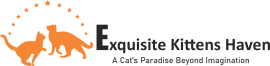 Exquisite Kittens Haven